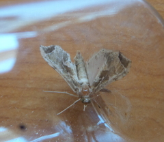 Leucinodes laisalis