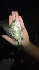 Acanthopagrus schlegelii