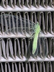 Chrysopa nigricornis