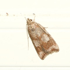 Oligoloba severa