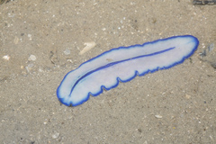 Pseudoceros concinnus