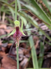 Calochilus robertsonii