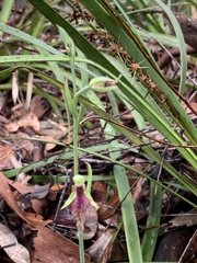 Calochilus robertsonii