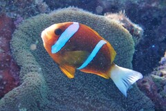 Amphiprion