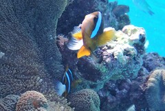 Amphiprion