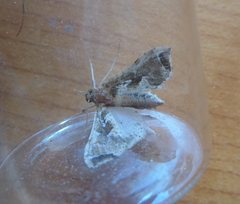 Leucinodes laisalis