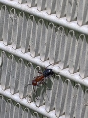 Myrmentoma