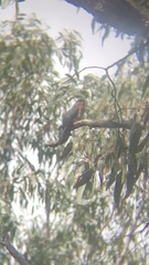 Cacomantis flabelliformis