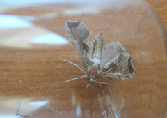 Leucinodes laisalis