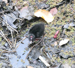 Porphyrio melanotus