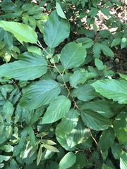 Flemingia strobilifera