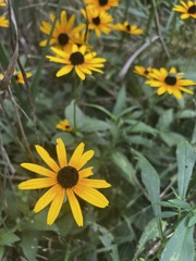 Rudbeckia