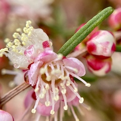 Hypocalymma angustifolium