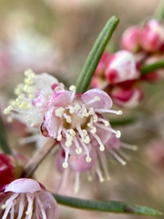Hypocalymma angustifolium