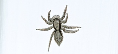 Menemerus taeniatus