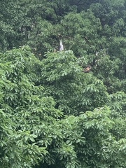 Nycticorax nycticorax