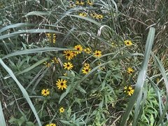 Rudbeckia