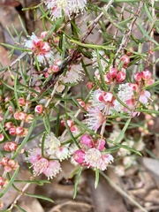 Hypocalymma angustifolium