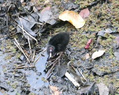 Porphyrio melanotus
