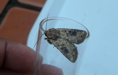 Mythimna languida