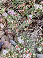 Hypocalymma angustifolium