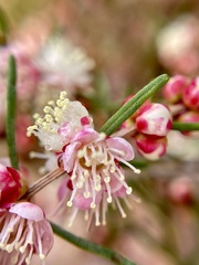 Hypocalymma angustifolium