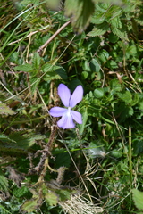 Viola cornuta
