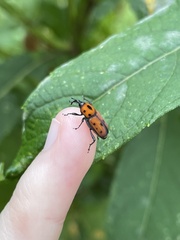 Rhodobaenus