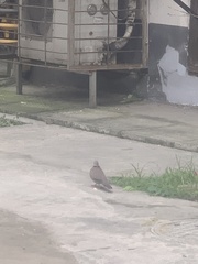 Streptopelia chinensis