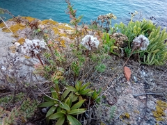 Armeria berlengensis