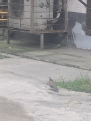 Streptopelia chinensis