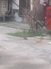 Streptopelia chinensis