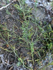 Thesium ramosum