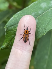 Rhodobaenus