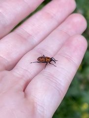 Rhodobaenus