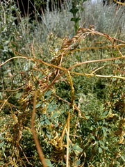 Cuscuta monogyna