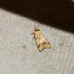 Heteroteucha anthodora