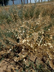 Lepidium perfoliatum