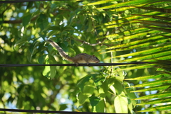Funambulus palmarum