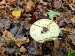 Amanita citrina