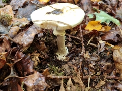 Amanita citrina