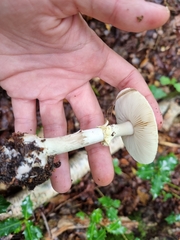 Amanita citrina
