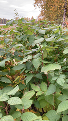 Rubus idaeus