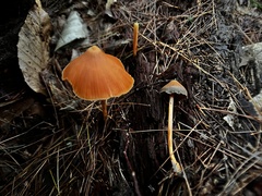 Entoloma quadratum