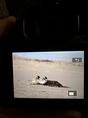 Thinornis cucullatus