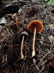 Entoloma quadratum