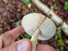 Amanita citrina