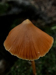 Entoloma quadratum