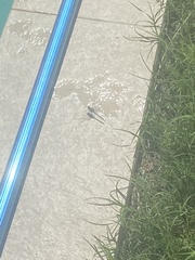 Orthetrum chrysostigma