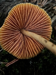 Entoloma quadratum